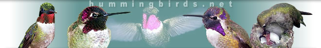 Welcome to hummingbirds.net