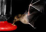 Bat at feeder