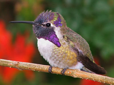 Humming Birds on Elcome To Hummingbirds Net  A Place To Learn About Attracting