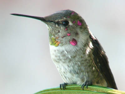 hummingbirds.net
