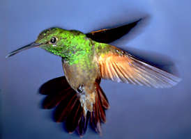 Berylline Hummingbird